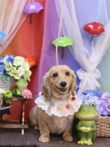 20230609こなつちゃん